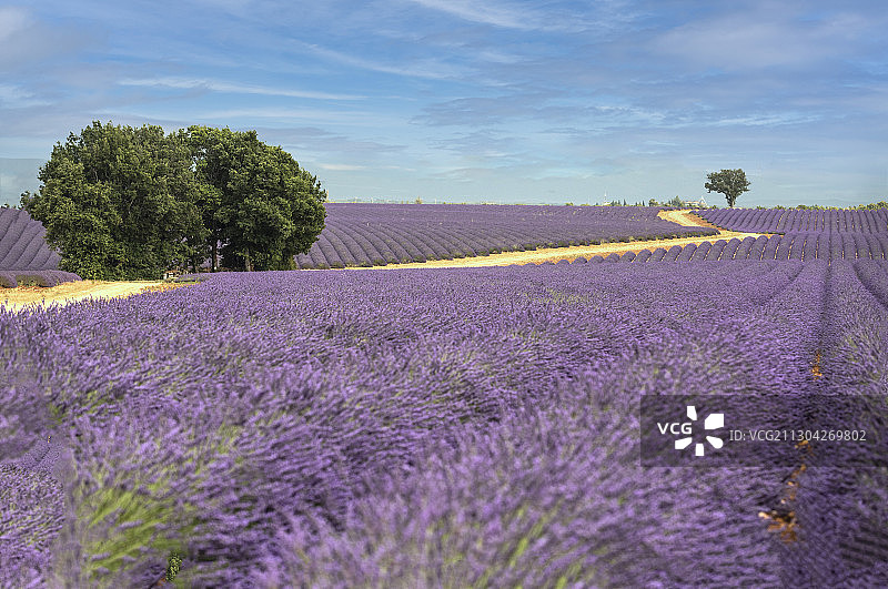 穿过薰衣草田的道路图片素材