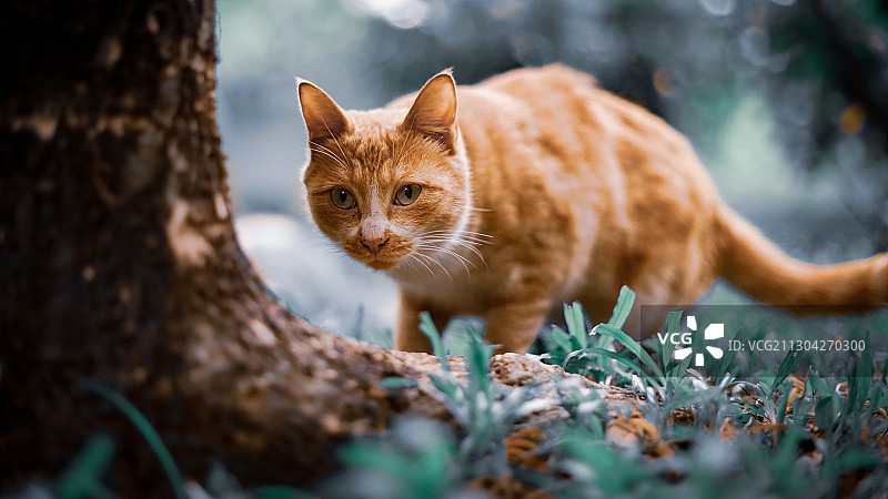 一只黄色的猫在林里专注的看着一棵，好像发现了什么图片素材