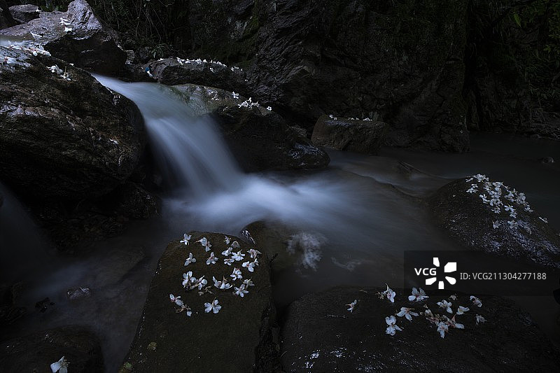 桐花流水春渐远图片素材