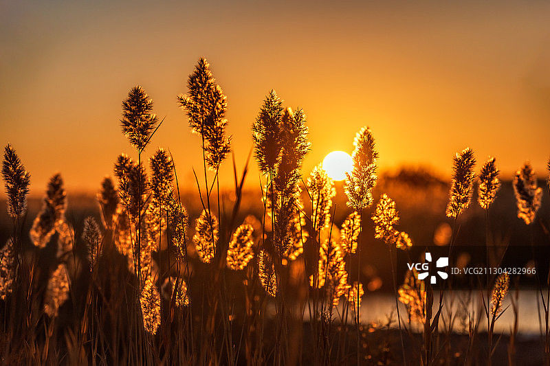 内蒙古额济纳居延海日出图片素材