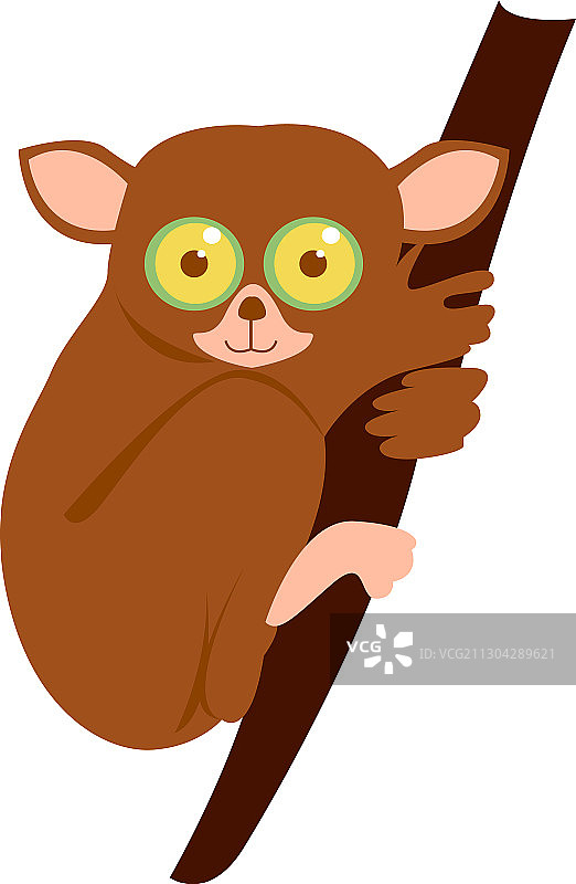 眼镜猴（白色背景）图片素材