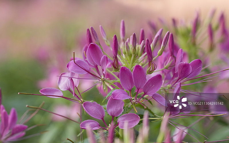 醉蝶花图片素材
