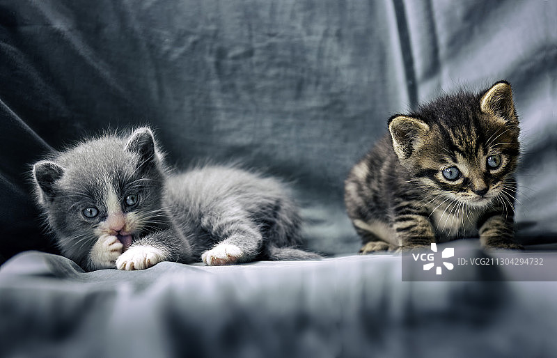 两只小奶猫图片素材