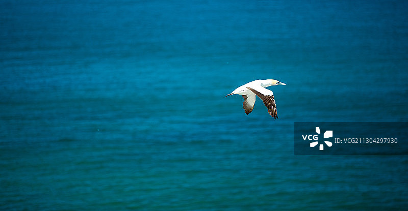 塘鹅Tākapu（Morus serrator）图片素材