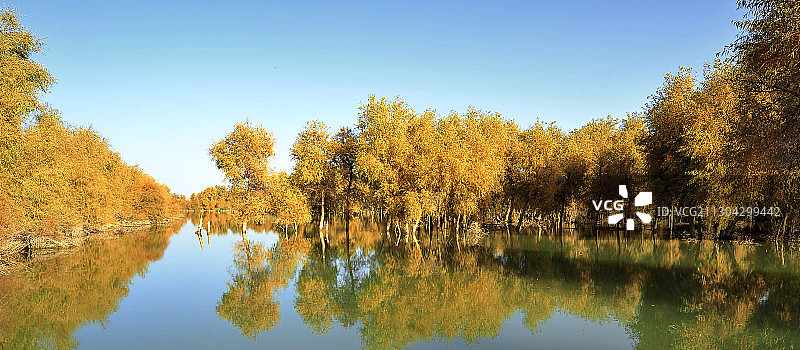 库尔勒的胡杨图片素材