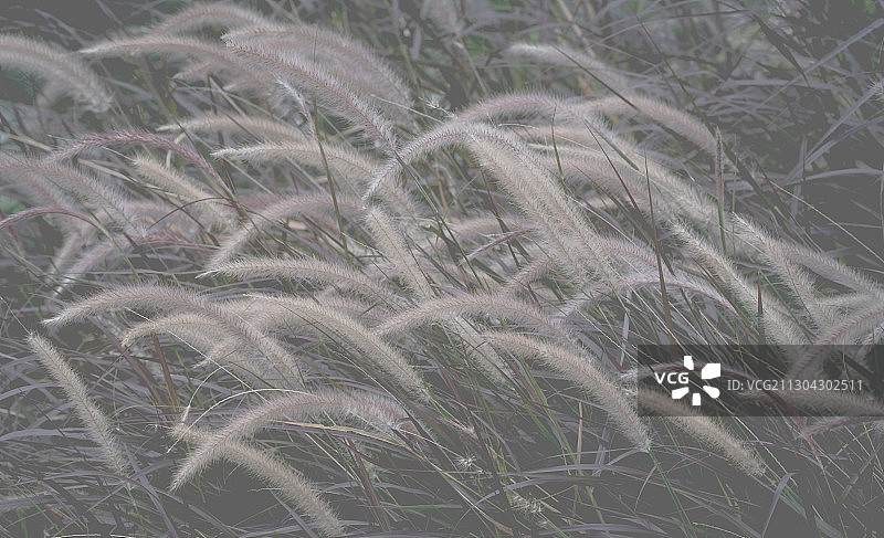 绛红色的茅草花呈弧错落地靠在一起，象是哪个自界大师的国画作品图片素材