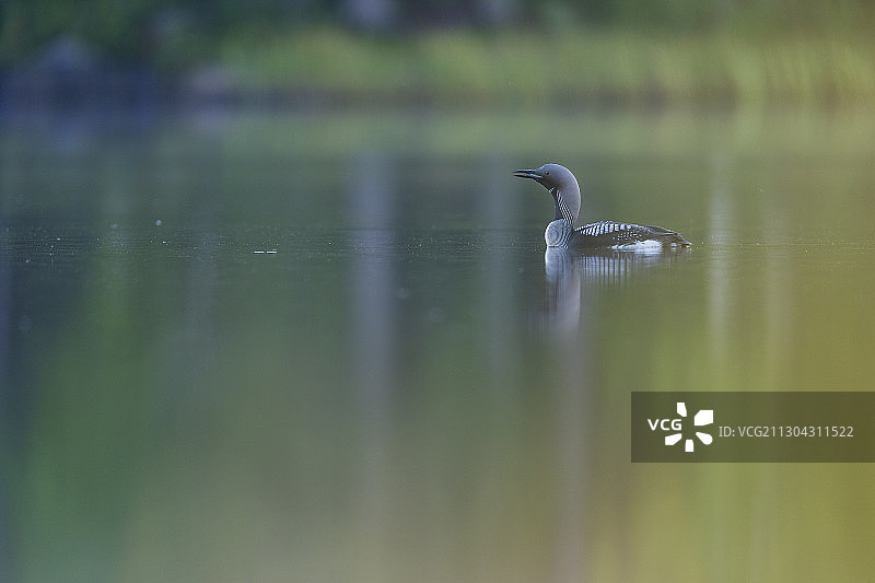 黑喉潜鸟，瑞典诺博顿卡利克斯图片素材