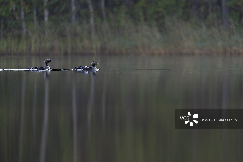 黑喉潜鸟，瑞典诺博顿卡利克斯图片素材
