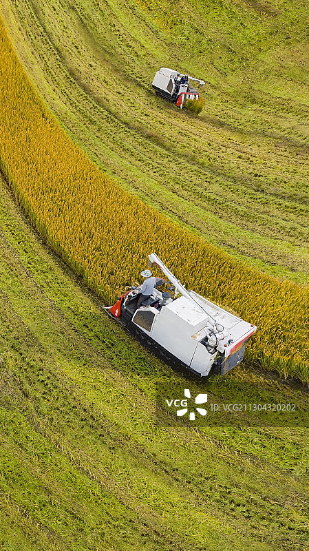 秋季收割水稻图片素材