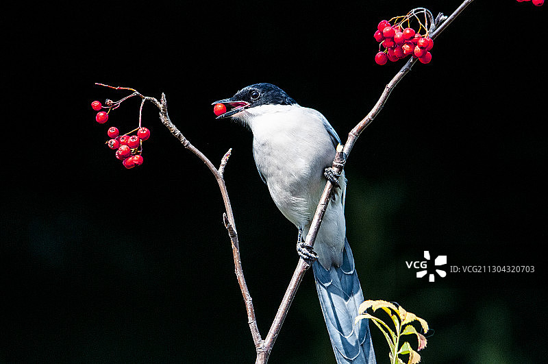 鹊鸟红豆图片素材