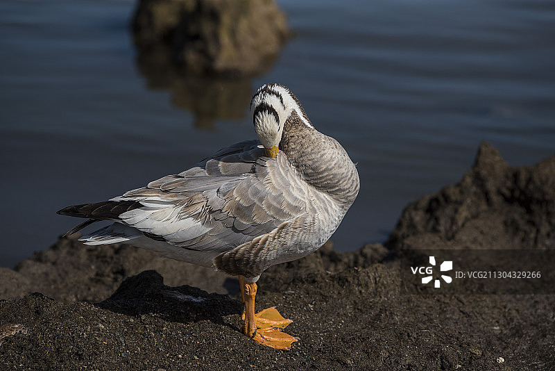 青海湖畔整理羽毛的斑头雁图片素材