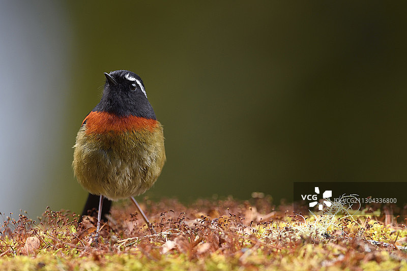 中国台湾阿里山的台湾鸲图片素材
