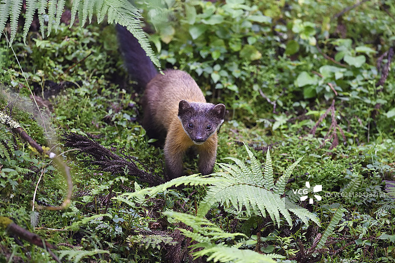 中国台湾黄喉貂，玉山公园瓦拉米小屋图片素材