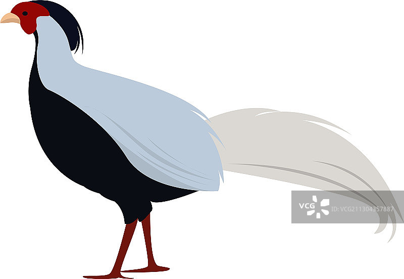 白色背景上的银色野鸡图片素材