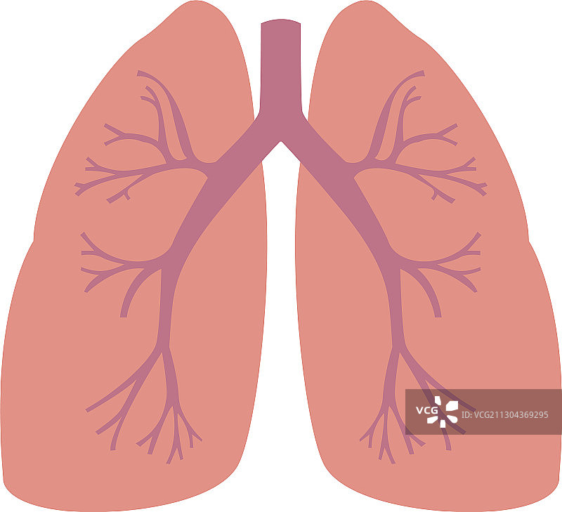 白色背景上的人类肺部图片素材