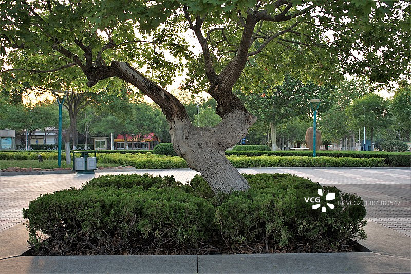 一棵树图片素材