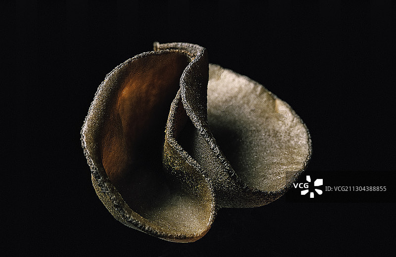 浅褐杯菌图片素材