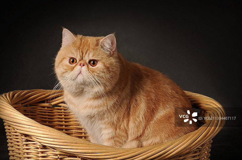 异国短毛猫图片素材