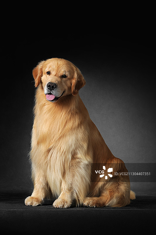 金毛寻回猎犬图片素材