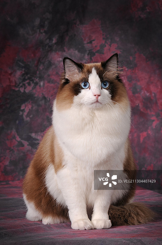 布偶猫图片素材