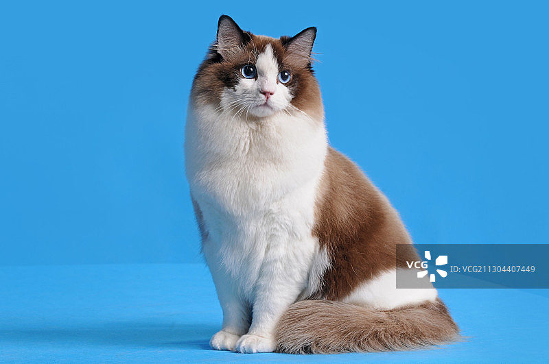 布偶猫图片素材