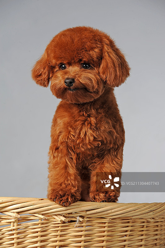 玩具贵宾图片素材