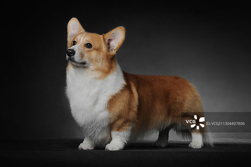 彭布罗克威尔士柯基图片素材