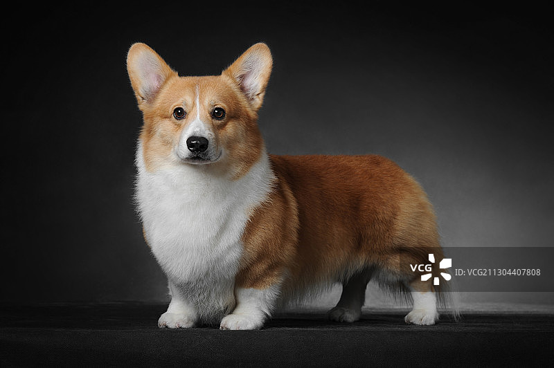 彭布罗克威尔士柯基图片素材