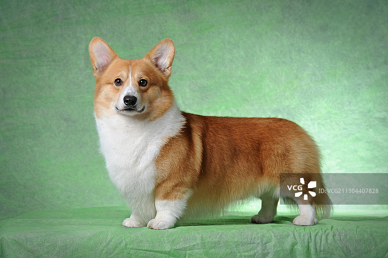 彭布罗克威尔士柯基图片素材