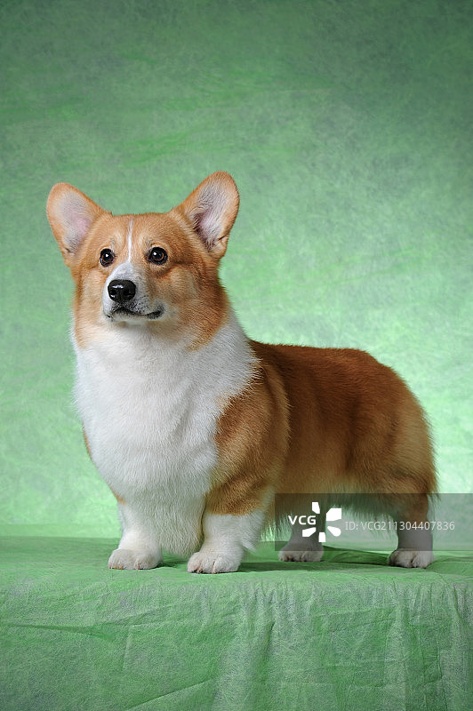 彭布鲁克威尔士柯基图片素材