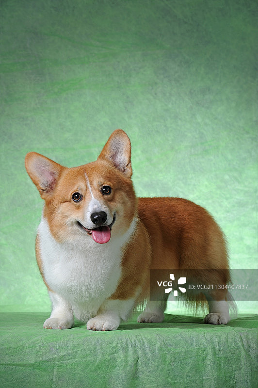 彭布鲁克威尔士柯基图片素材