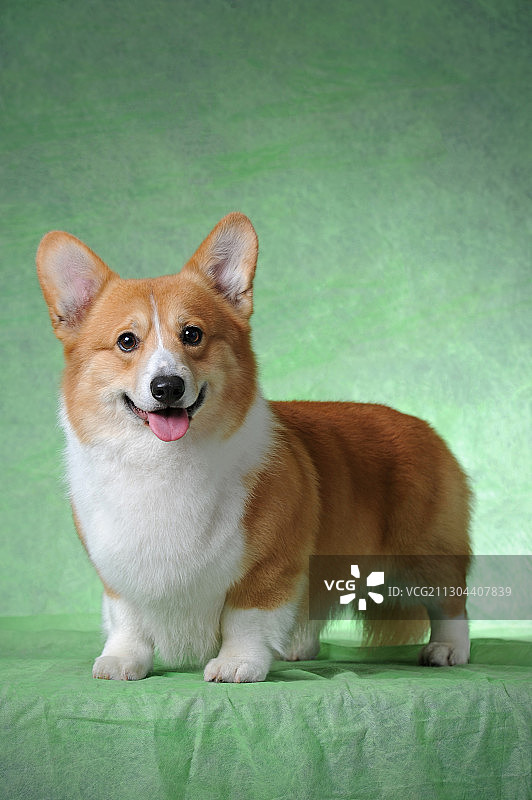 彭布鲁克威尔士柯基图片素材