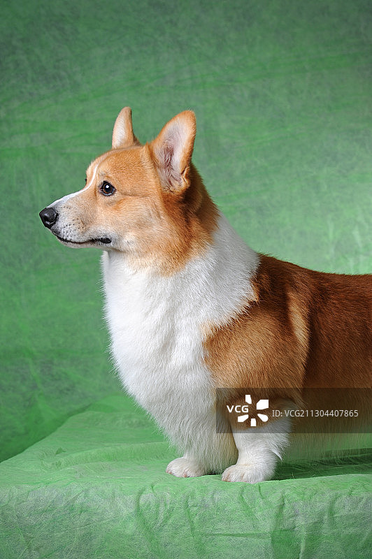 彭布鲁克威尔士柯基图片素材