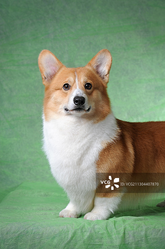 彭布鲁克威尔士柯基图片素材