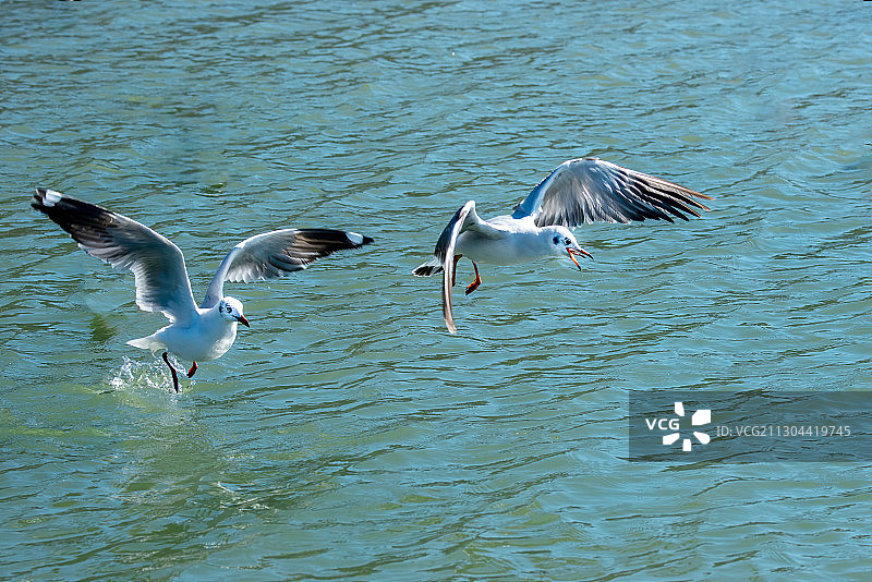 丽江拉市海湿地红嘴鸥图片素材