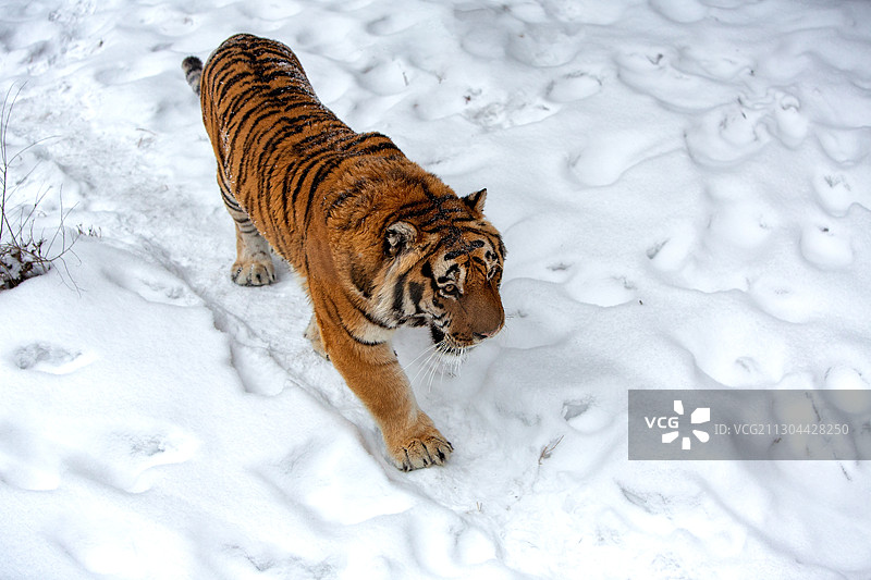 东北虎图片素材