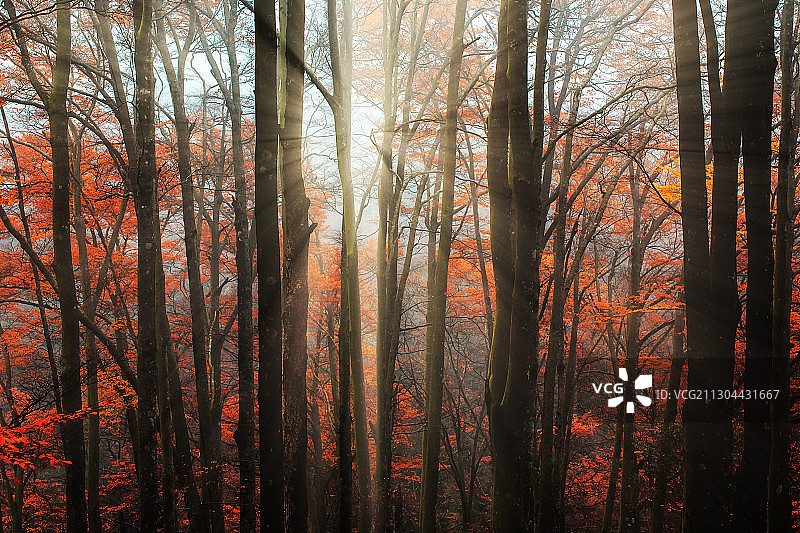 四川省南江县光雾山秋色图片素材