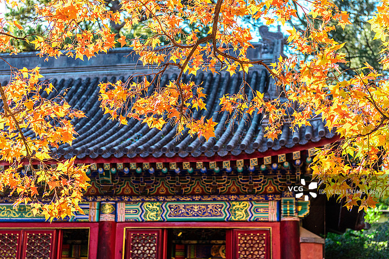 《秋艳香山》图片素材