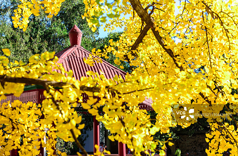 《秋艳香山》图片素材