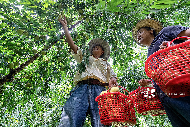 重庆江津油溪吴市采摘贡桃图片素材