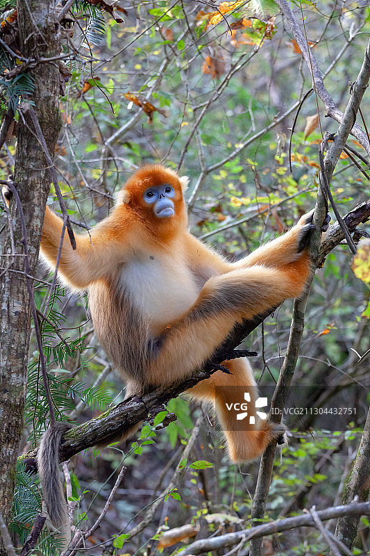 金丝猴图片素材