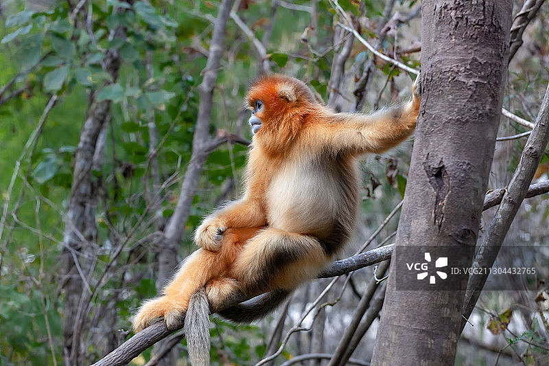 金丝猴图片素材