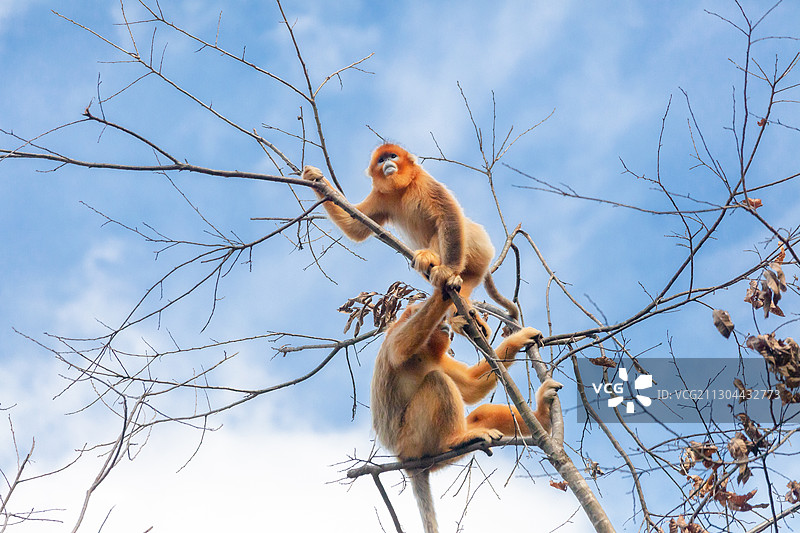 金丝猴图片素材