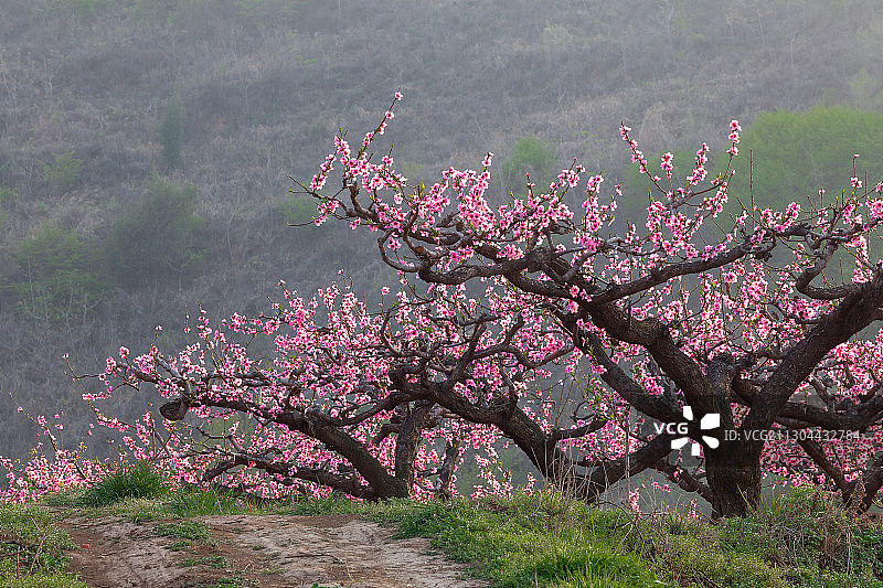 秦岭 桃花图片素材