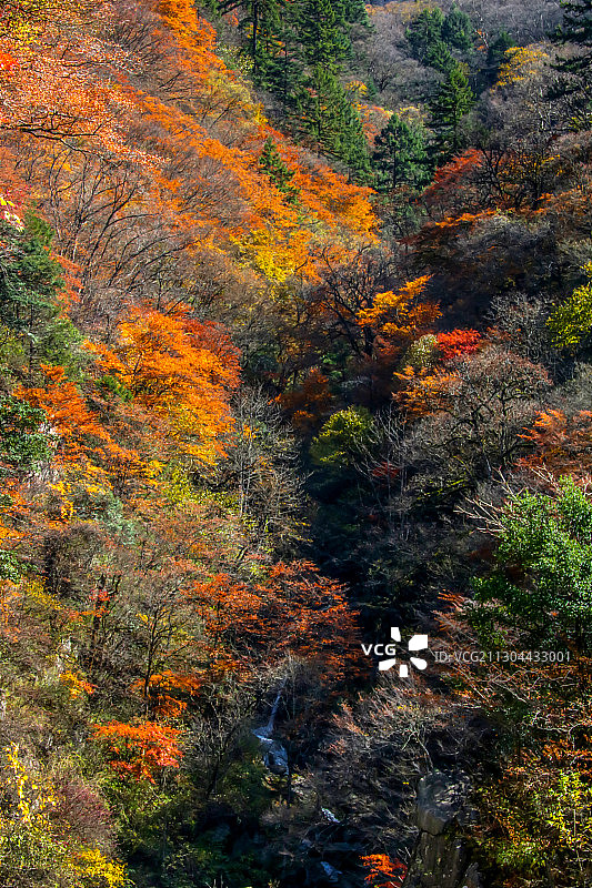 湖北浓郁的神农架秋色图片素材