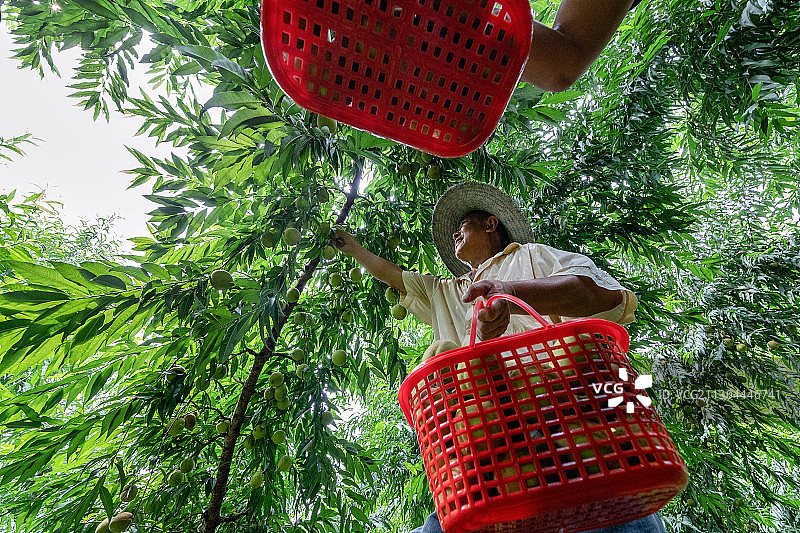 重庆江津油溪吴市采摘贡桃图片素材