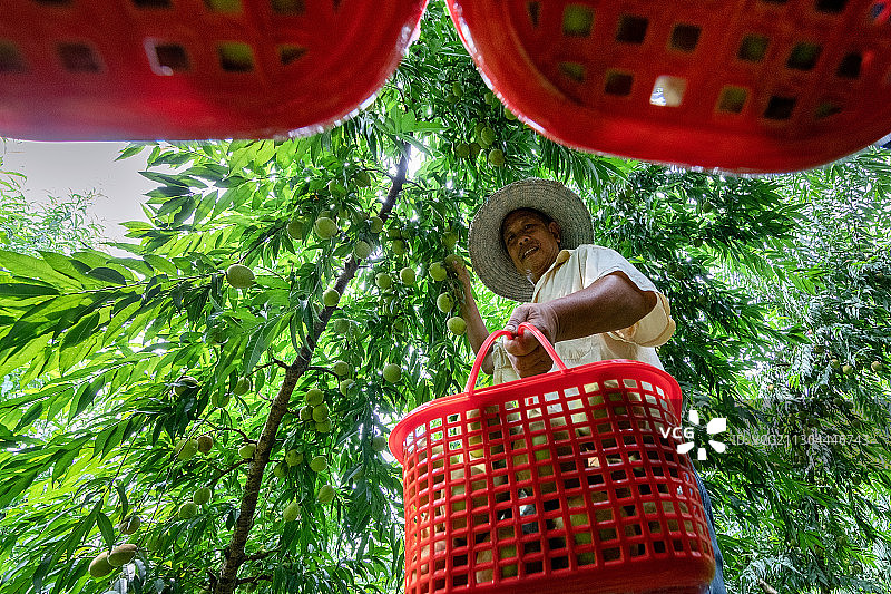 重庆江津油溪吴市采摘贡桃图片素材