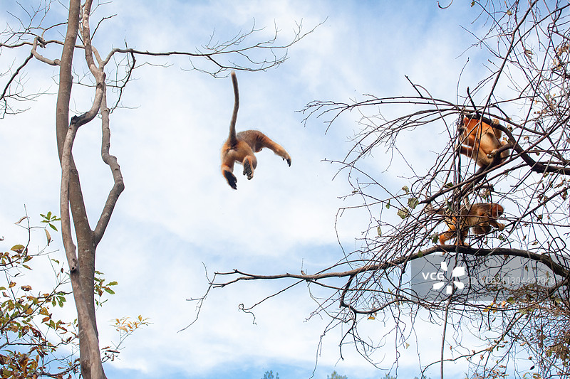 金丝猴图片素材