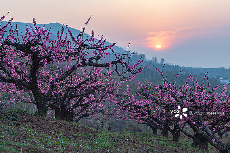 秦岭 桃花图片素材