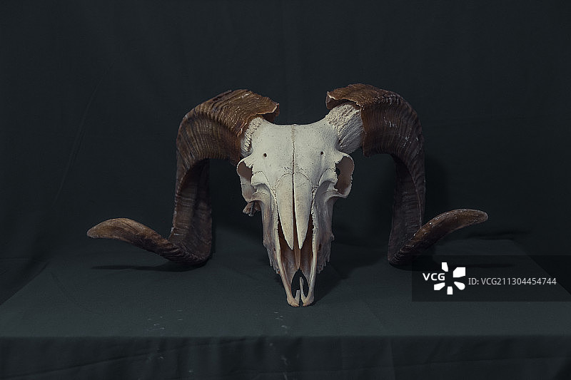 羊头骨图片素材